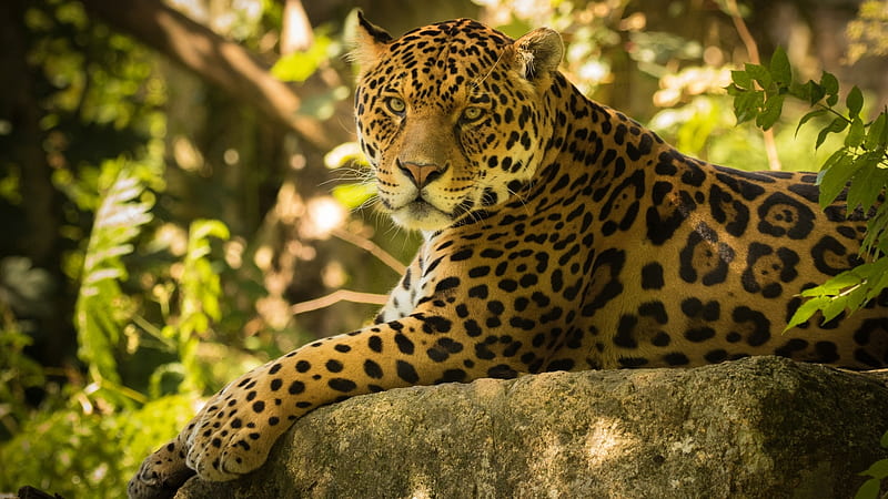 Chincha the Jaguar, Near threatened, Panthera Onca, Big Cat, Jaguar, Chincha, HD wallpaper