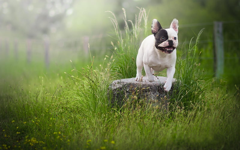 Boston Terrier, lawn, bokeh, dogs, summer, cute animals, pets, Boston Terrier Dog, HD wallpaper