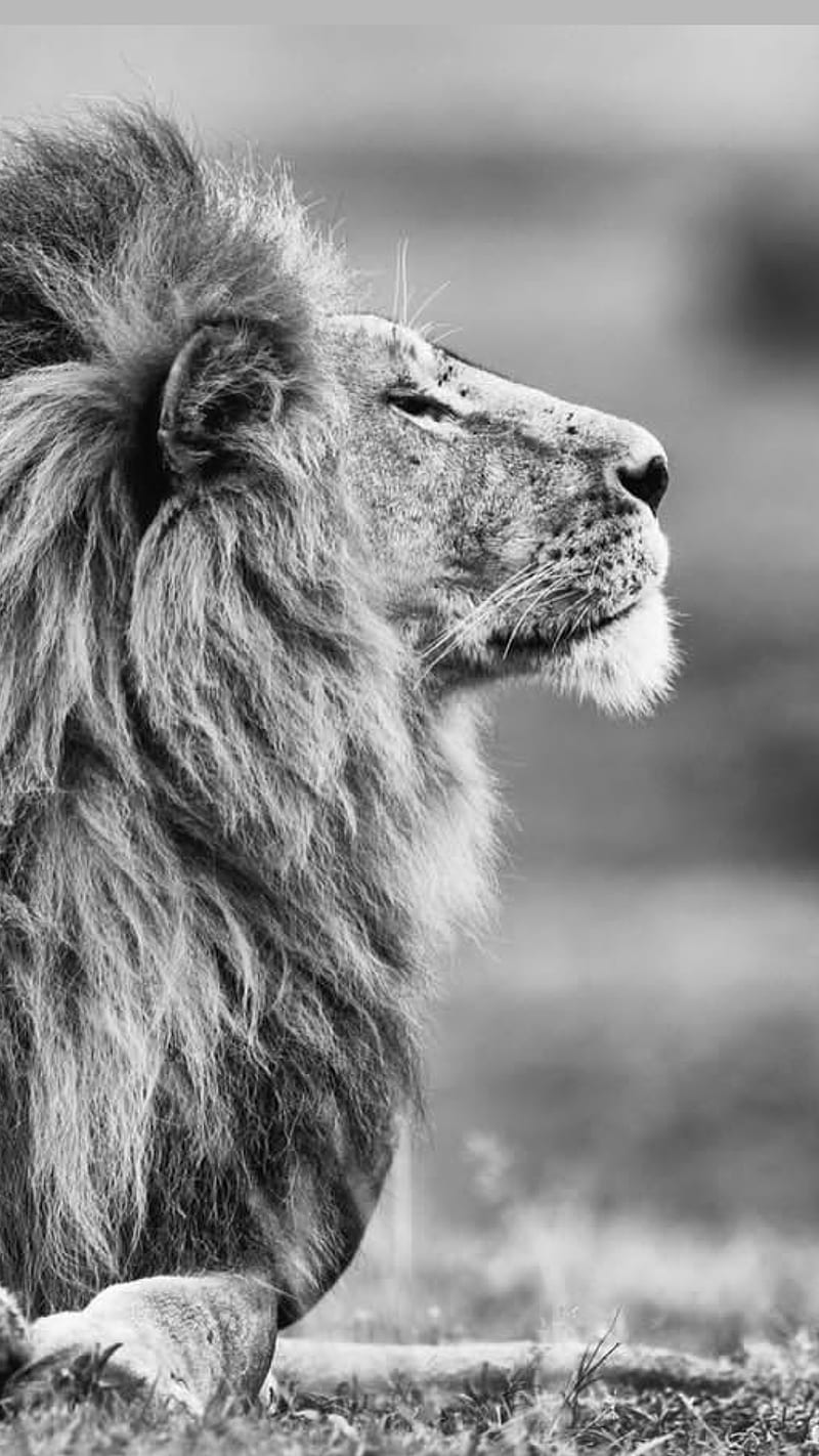 Lion, animal, black, face, jungle, king, king lion, lions, pets, wild, HD phone wallpaper