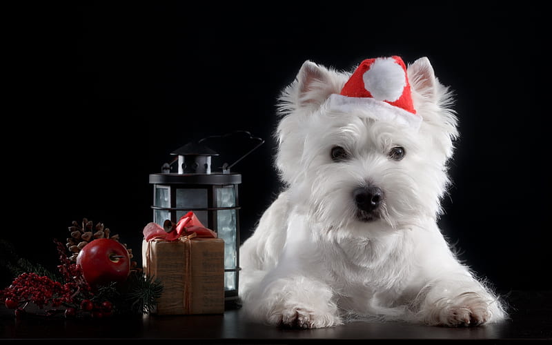 Maltese, Christmas, New Year, white cute dog, pets, dogs, HD wallpaper