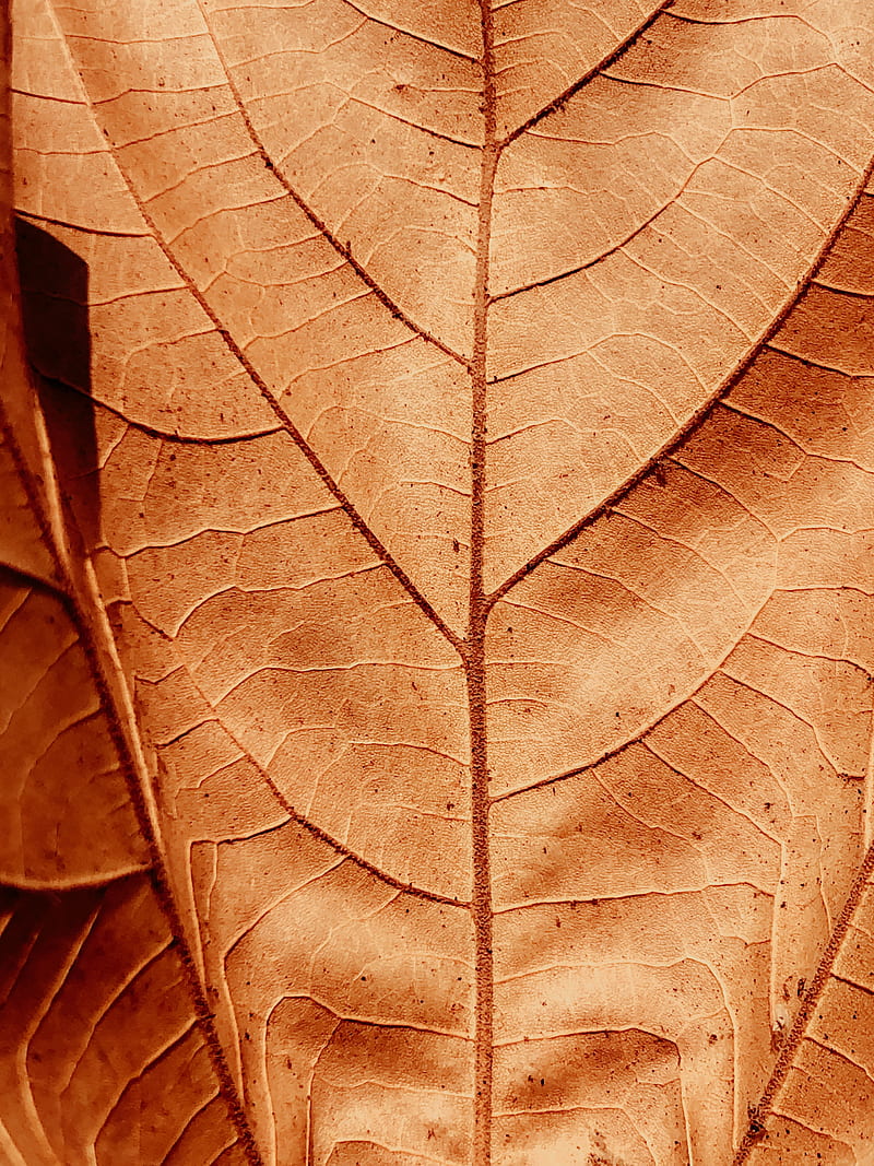 leaf, veins, dry, macro, HD phone wallpaper
