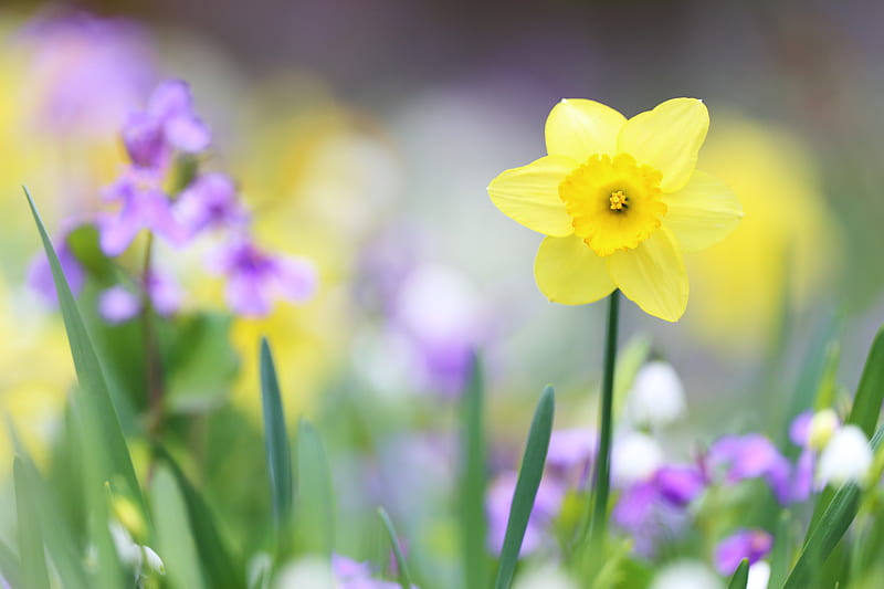 Flowers, Daffodil, Flower, Macro, Yellow Flower, HD wallpaper