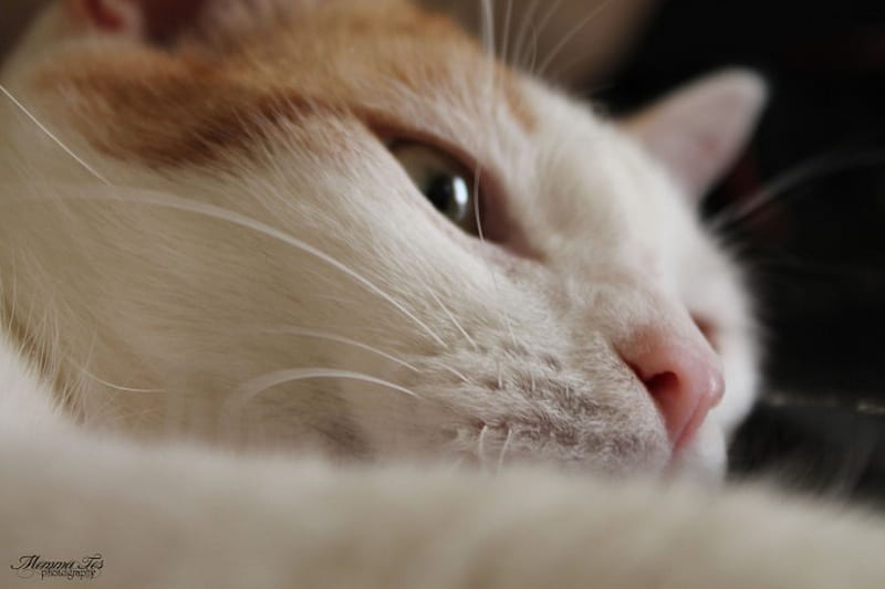 Cat Whiskers, feline, whiskers, cat, turkish van, HD wallpaper