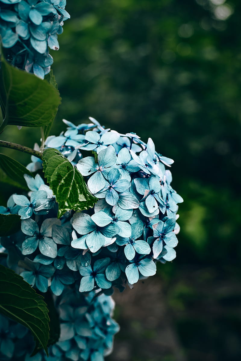 hydrangea, flowers, bushes, petals, blue, HD phone wallpaper