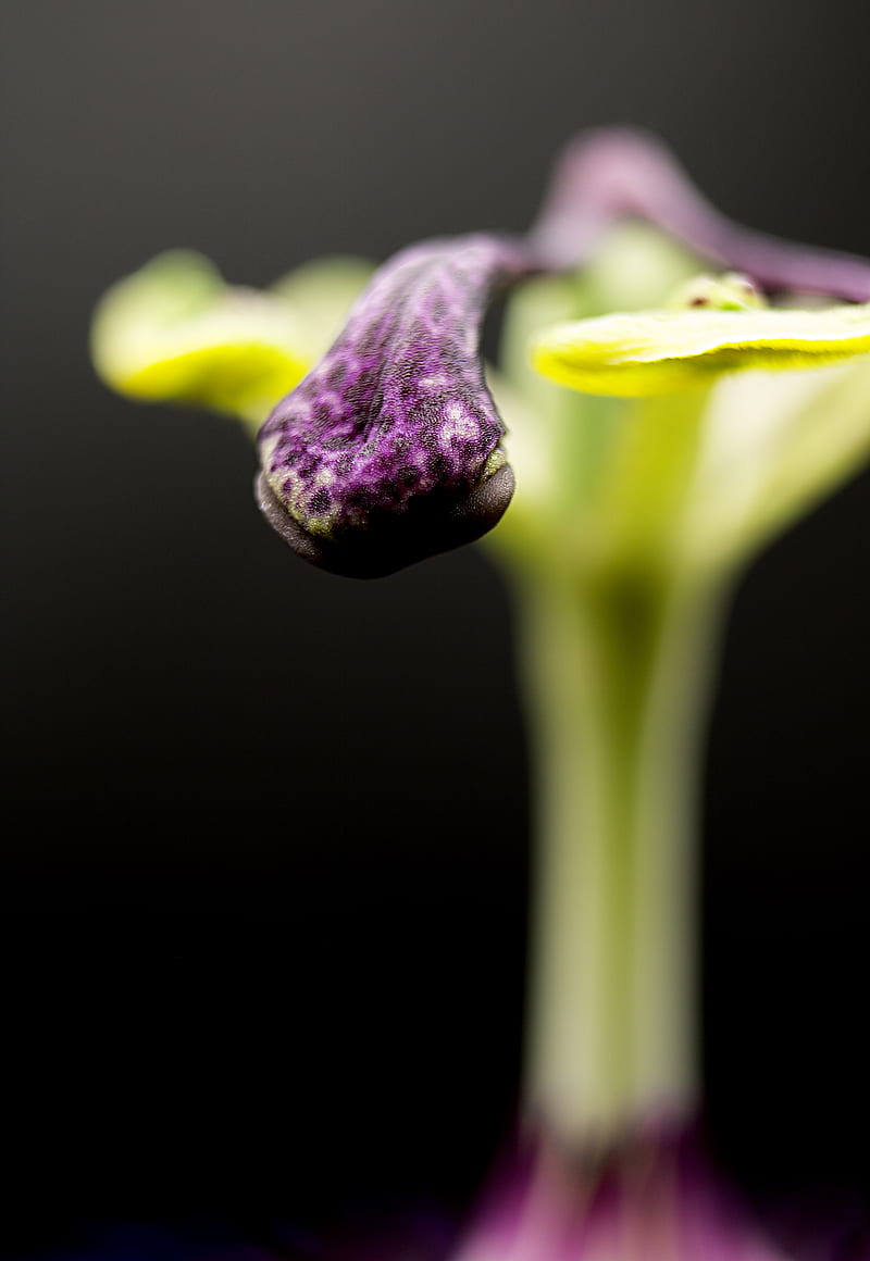 purple flower bud in close up graphy, HD phone wallpaper