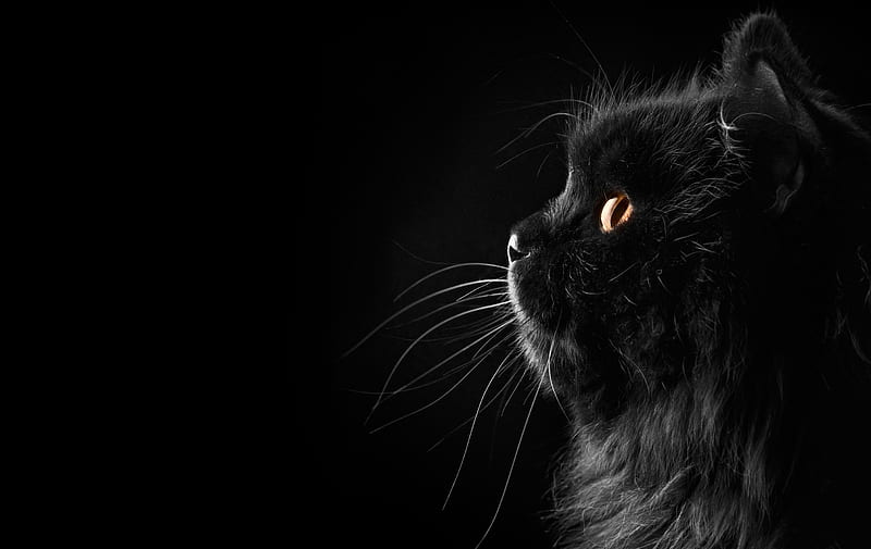 Long Fur Black Cat #cat #cat #mustache #background #black #profile #Persian K # # #. Grey Cat , Domestic Cat, Black Cat, HD wallpaper