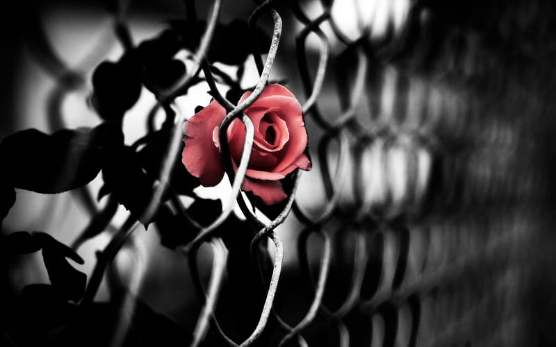 rose art-Artistic creation design, HD wallpaper