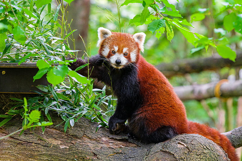 red panda, tree, bark, leaves, animal, HD wallpaper
