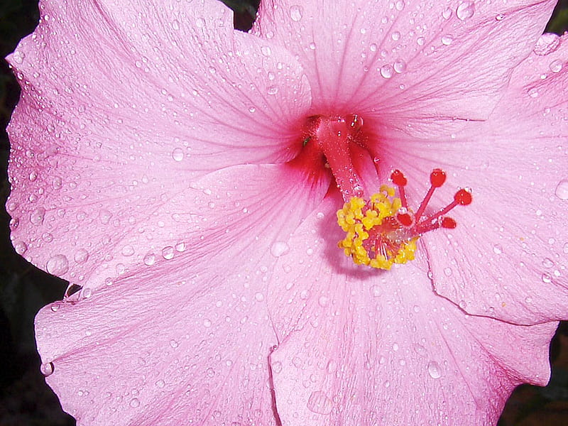 pink hibiscus, raindrops, hawaiian islands flowers, pistil, flower, petals, pollen, tropical, stamen, HD wallpaper
