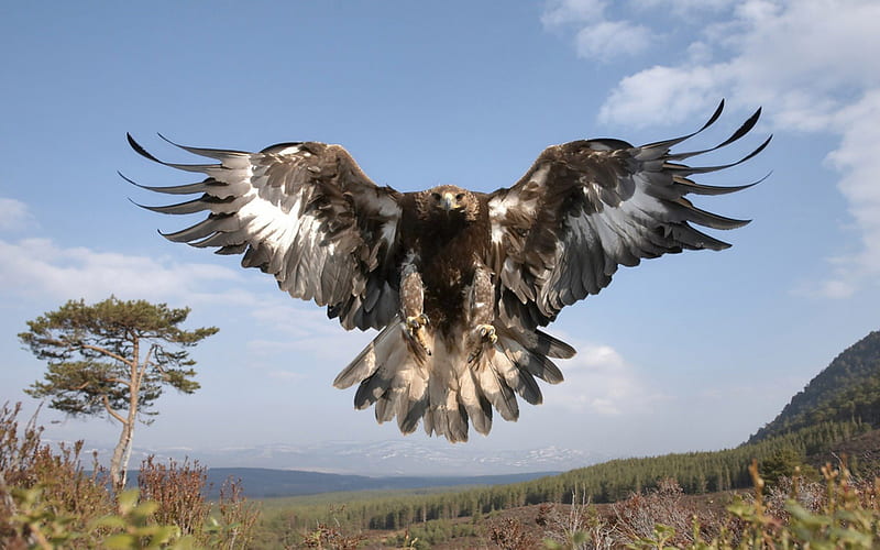On The Hunt, eagles, birds, wildlife, nature, golden eagles, HD wallpaper