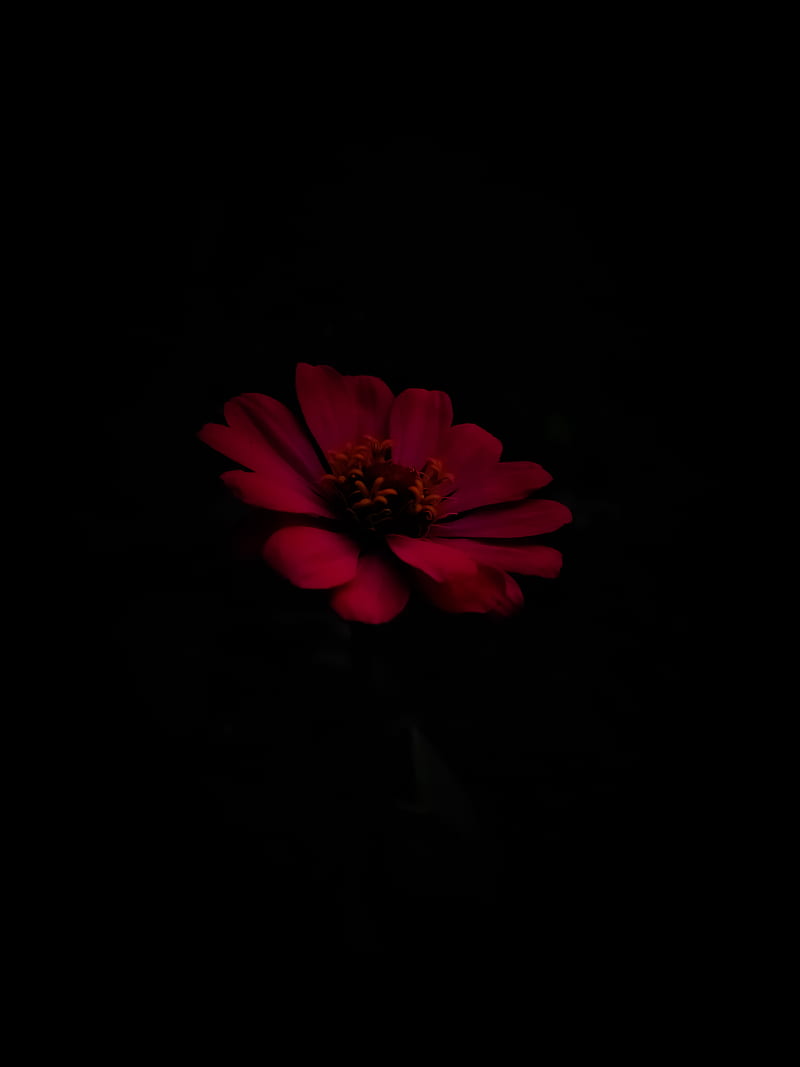 Amoled flower, black, flower, good, good mornig, good morning, lotus, love,  morning, HD phone wallpaper | Peakpx