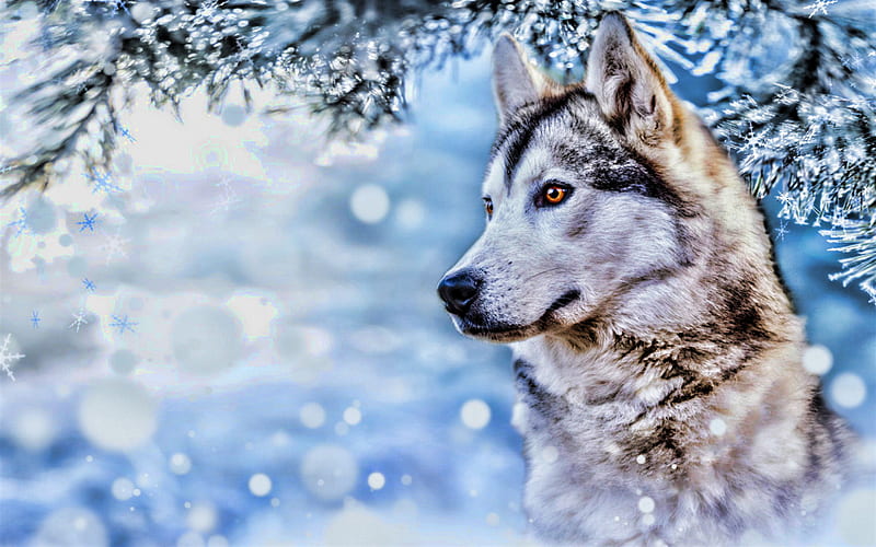 Husky Dog, winter, cute animals, close-up, R, pets, bokeh, Siberian Husky, dogs, Husky, HD wallpaper