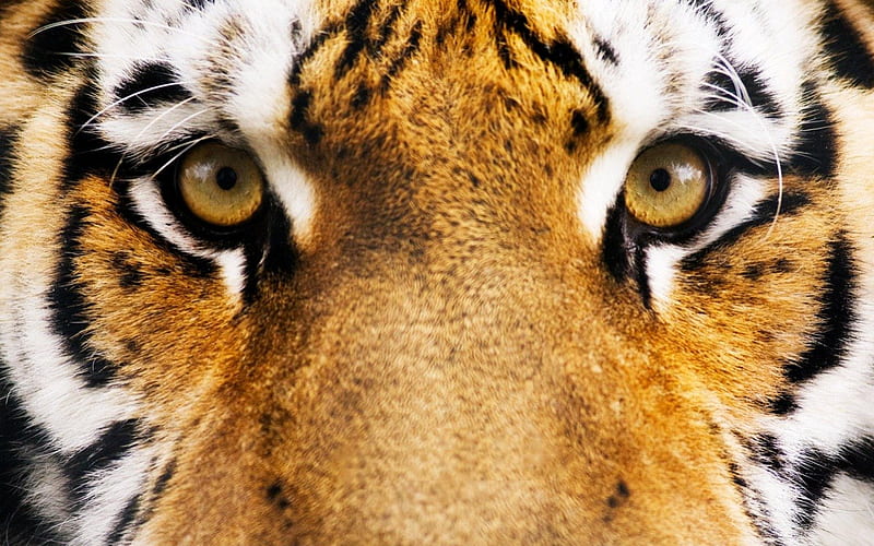 Tiger, movie, pi, eyes, animal, HD wallpaper | Peakpx