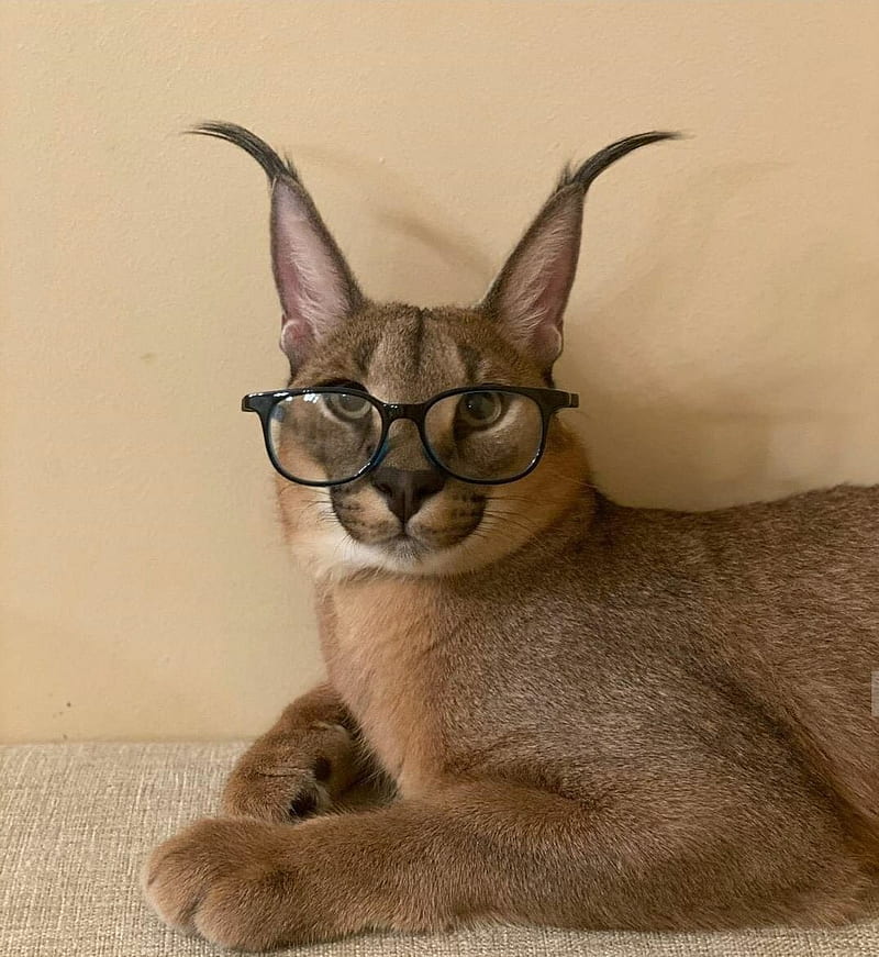 Big Floppa Is Calling Funny Caracal Big Cat Meme Poster