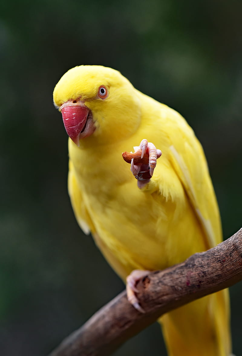 yellow parakeet on tree string, HD phone wallpaper