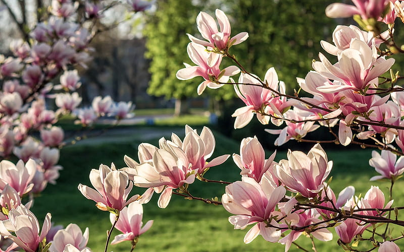 Magnolia, tree, blossoms, nature, blooms, HD wallpaper