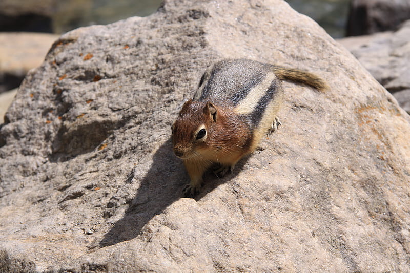 Squirrel on rock at Banff Alberta - Canada , graphy, rock, brown, squirrels, gris, black, nature, white, HD wallpaper
