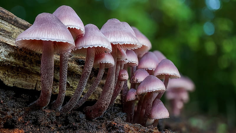 Pink Mushrooms In Green Bokeh Background Nature, HD wallpaper