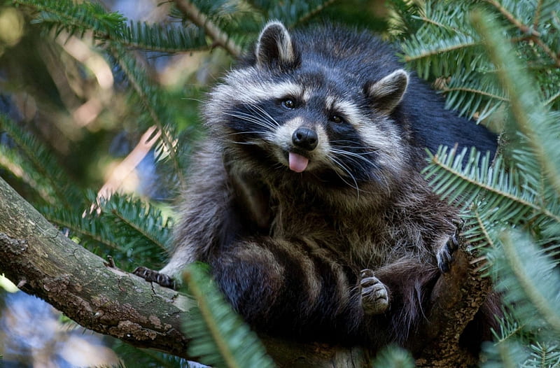 Naughty raccoon, cute, tree, green, black, funny, raccoon, tongue, animal, HD wallpaper