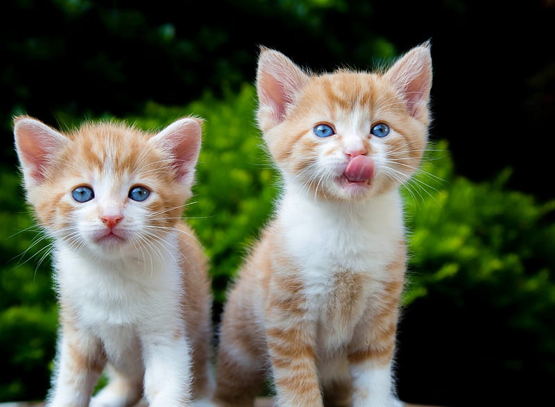 Kittens, cute, cat, kitten, tongue, couple, pisica, HD wallpaper