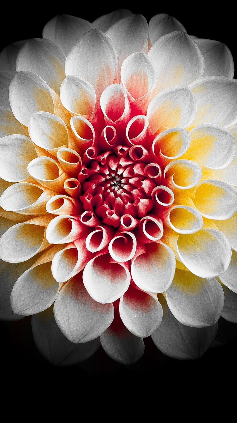 Dahlia , flower, white, HD phone wallpaper