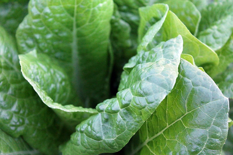 closeup of green lettuce, HD wallpaper