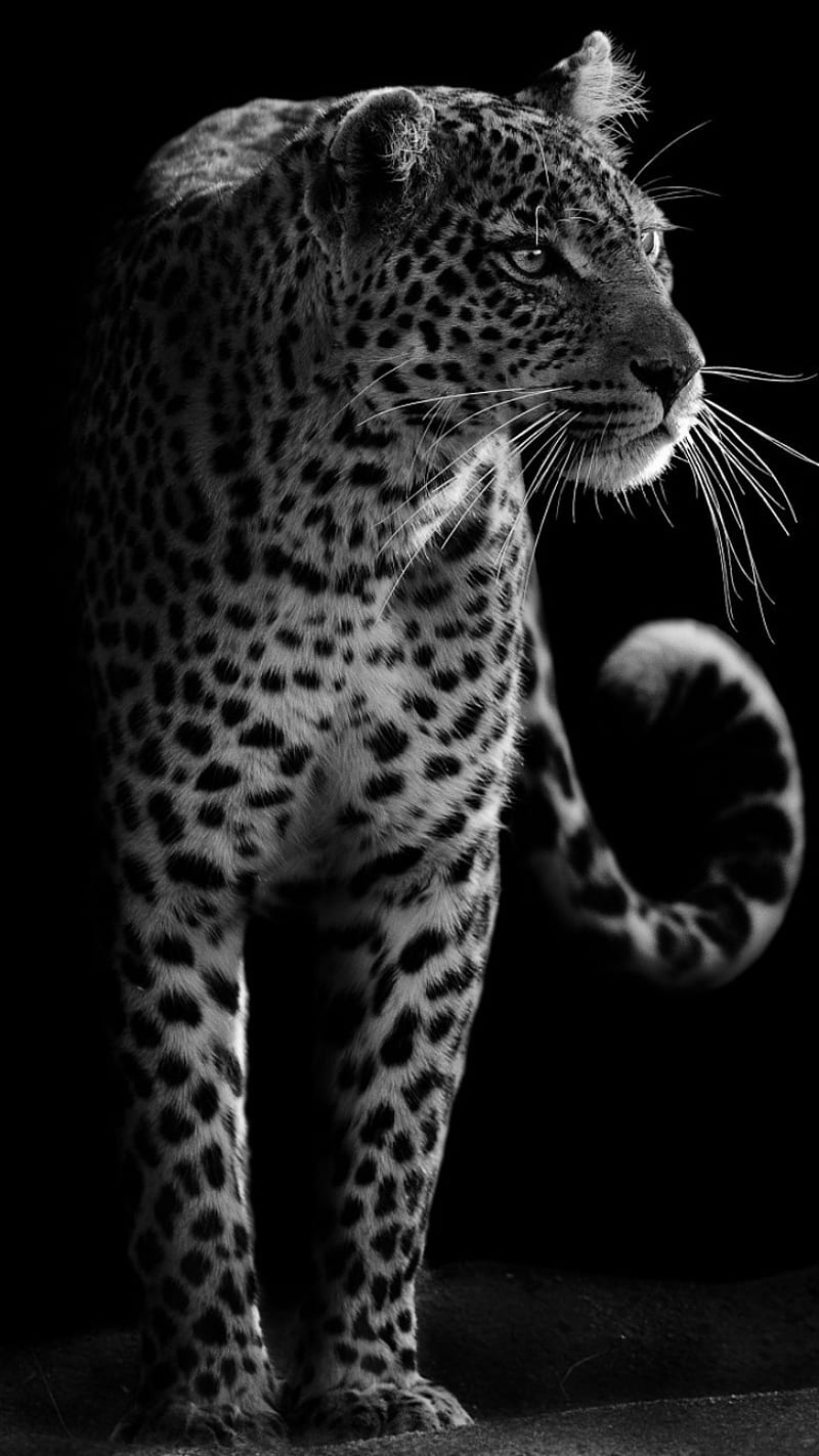 Leopard, black, cats, jaguar, HD phone wallpaper