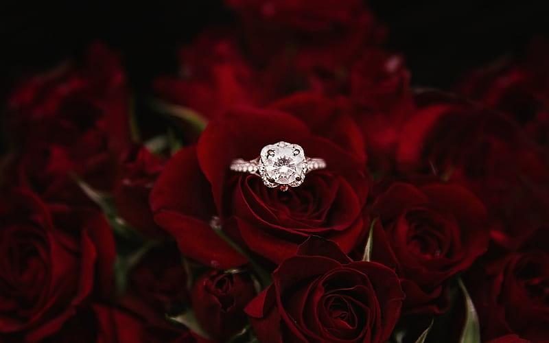 engagement ring, burgundy red roses, floral background, gem, decoration, wedding concepts, HD wallpaper