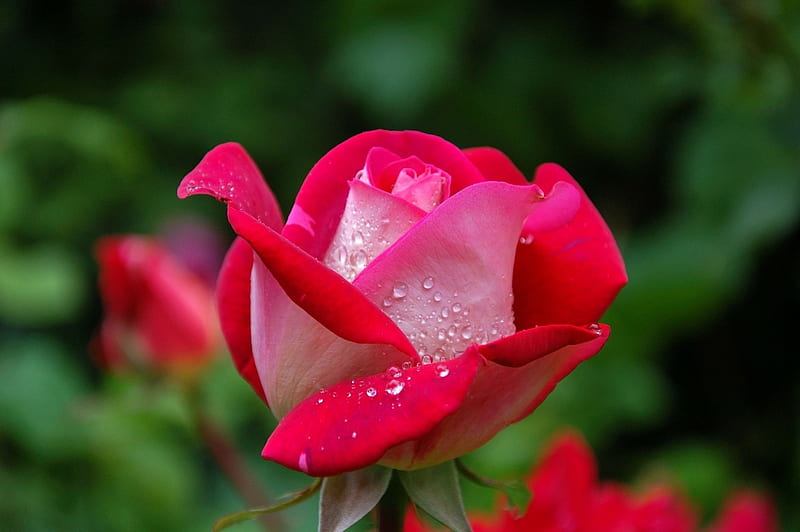 Dewdrop on Rose, red, rose, flowers, dew, nature, drops, petals, HD wallpaper