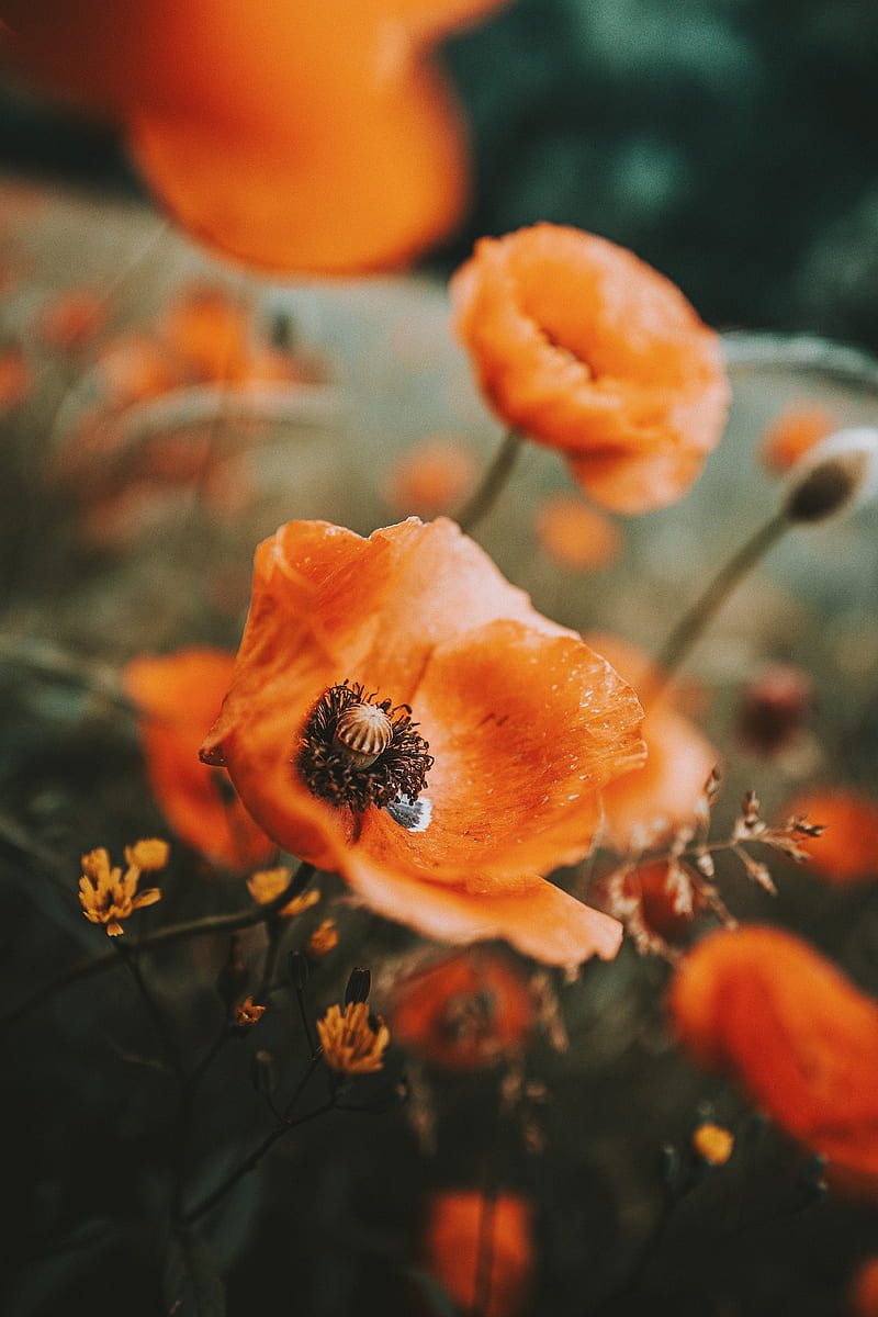 poppy, flowers, wildflowers, macro, HD phone wallpaper