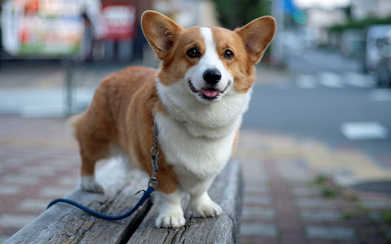 Pembroke Welsh Corgi, welsh corgi, Pembroke, animal, dog, HD wallpaper