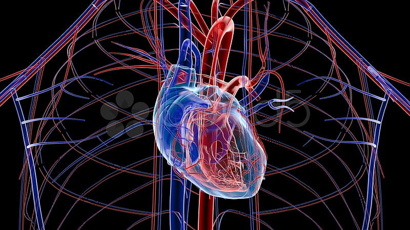 human heart , organ, nerve, organism, heart, human body - Use, HD wallpaper