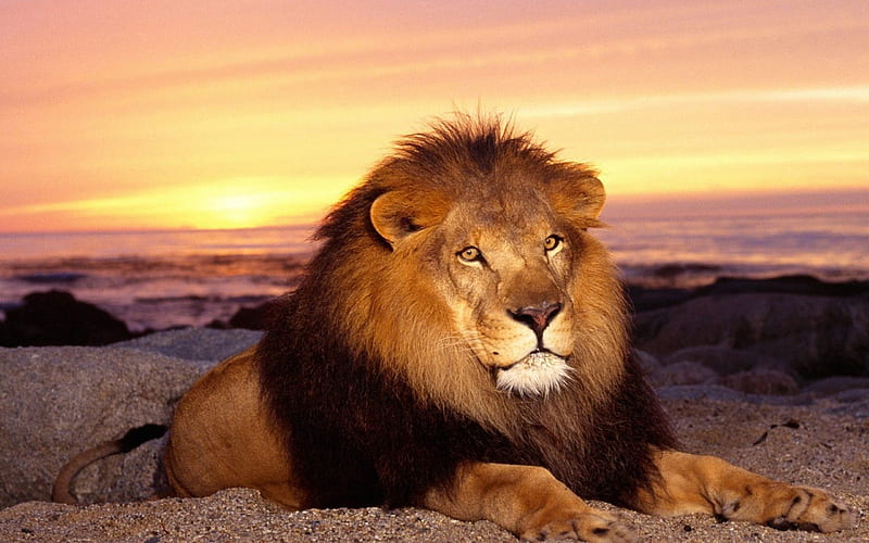 The Lion - King Of Beast, Lion, King Of Beast, Jungle, Sunset, HD wallpaper