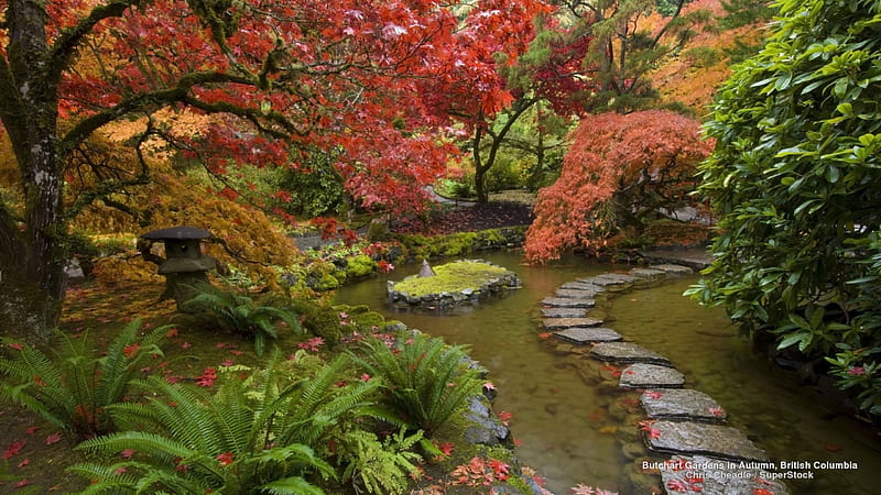 Japanese Garden in Autumn, gardens, japanese gardens, autumn, nature, HD wallpaper