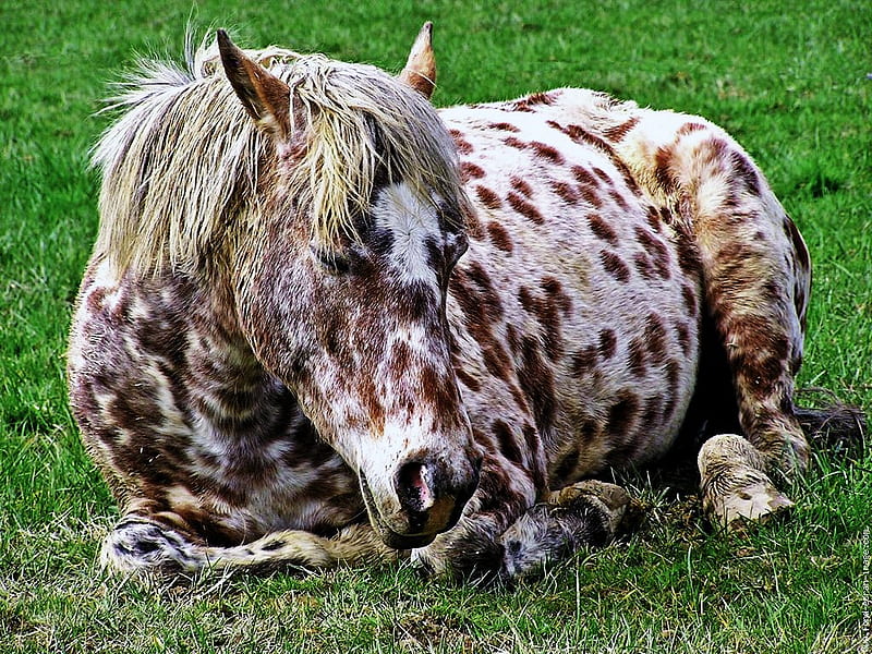 Dapples, dappled, unique, pasture, brown lying, white, horse, HD wallpaper