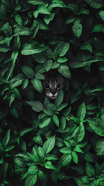 Kitten in leaves, animal, cat, cute, green leaves, kitten, leaves, nature,  pet, HD phone wallpaper | Peakpx