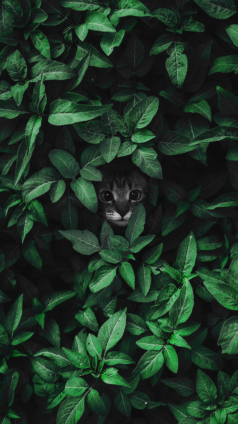 Kitten in leaves, animal, cat, cute, green leaves, kitten, leaves, nature, pet, HD phone wallpaper