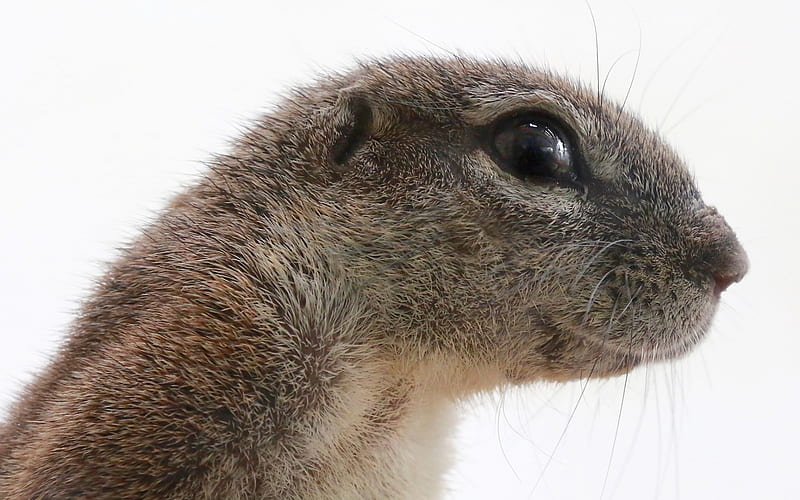 Prairie dog, Prairie, eye, animal, dog, HD wallpaper