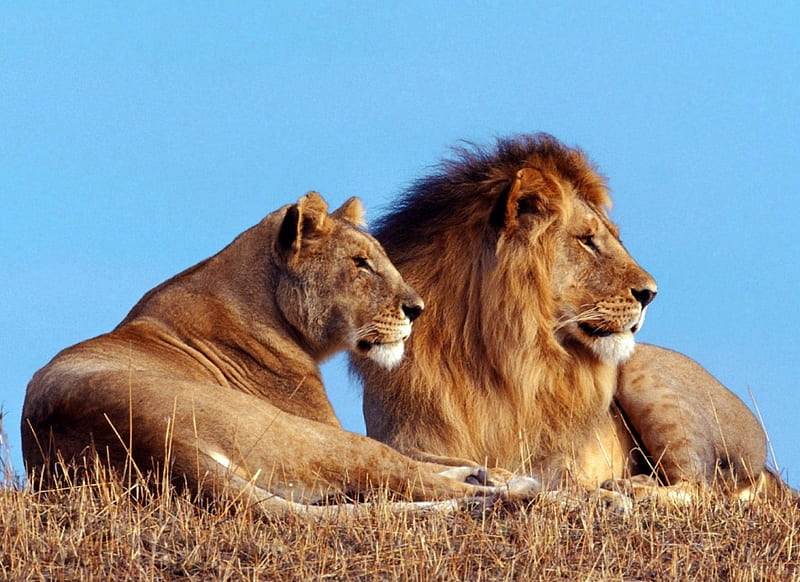 african lions, lioness, lion, africa, wild cat, HD wallpaper