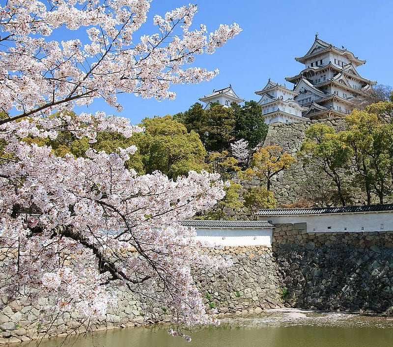 full bloom at Himeji castle, japan, spring, castle, cherry blossoms, HD wallpaper