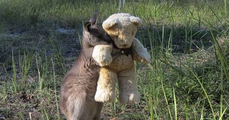 Orphaned wallaby has his own teddy bear to hug., grassy area, natural habitat, light tan coat, carrying teddy bear, wallaby, baby, HD wallpaper