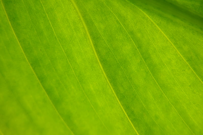 Leaf In Sun, leaf, green, summer, bright, HD wallpaper