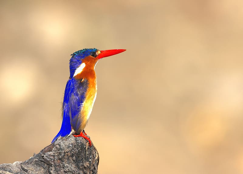 malachite kingfisher, bird, beak, bright, HD wallpaper