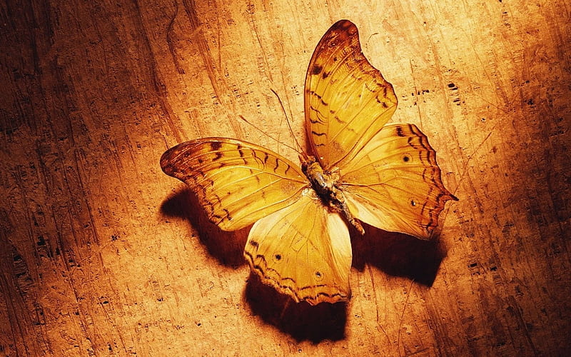 Brown butterfly, gold butterfly, brown, s, background, butterflies, HD