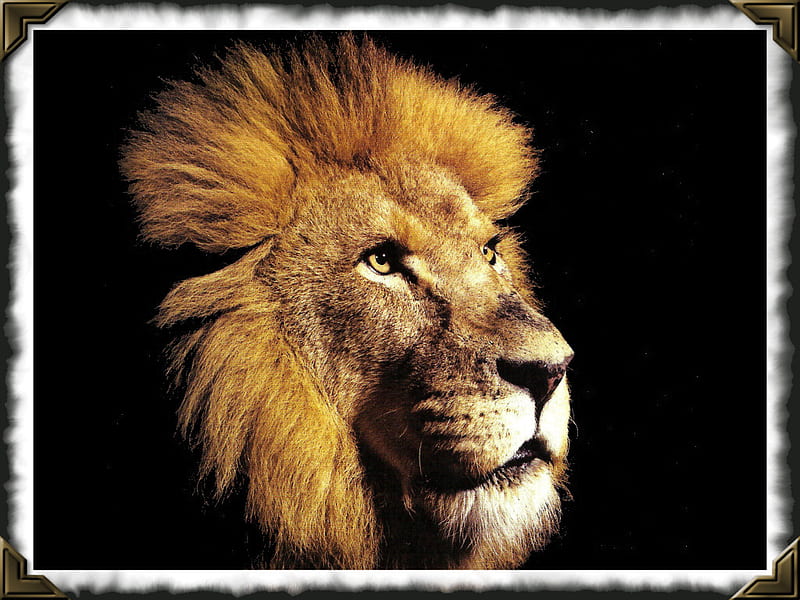 Panthera Leo - Lion F, feline, graphy, wildlife, cat, lion, animal, HD wallpaper