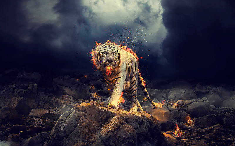 Panthera tigris tigris, art white tiger, predators, fire, Bengal tiger, HD wallpaper
