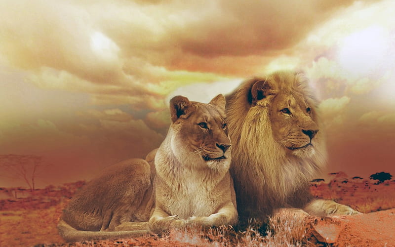 lions, male, female, setting, afica, cats, HD wallpaper