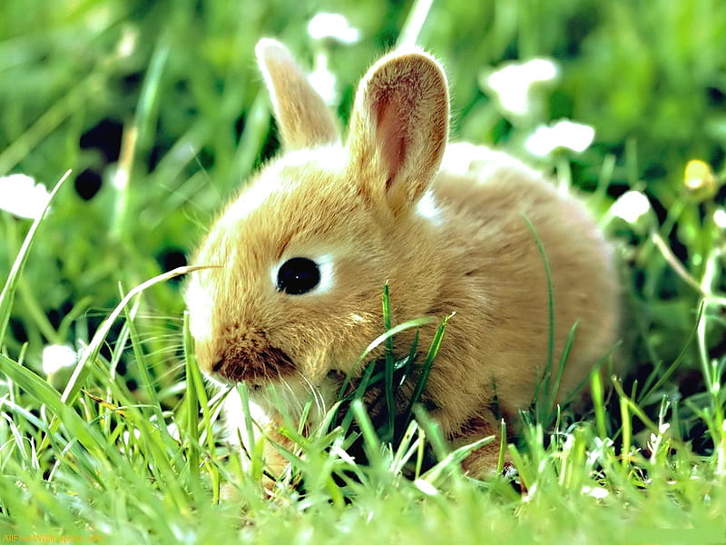 Bunny, cute, rabbit, brown, baby, HD wallpaper