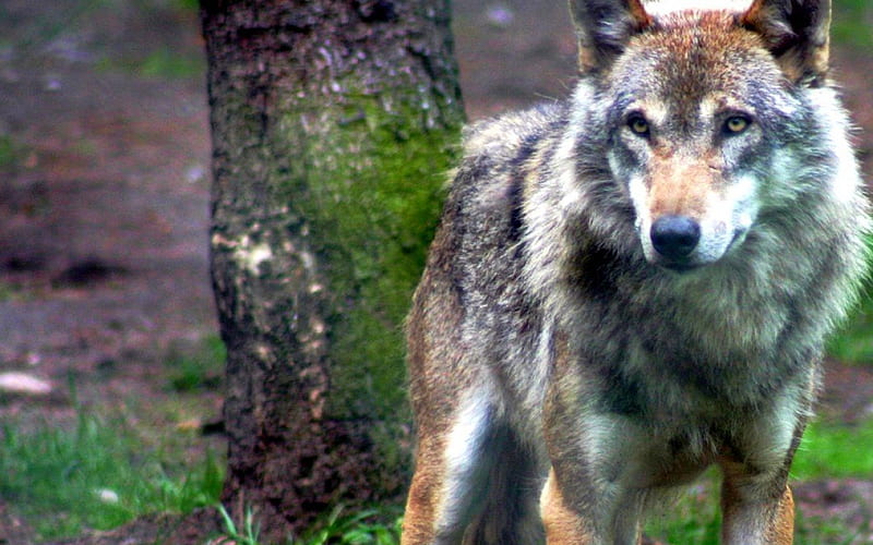 Wolf watching, stare, predator, gris, wildlife, nature, HD wallpaper ...