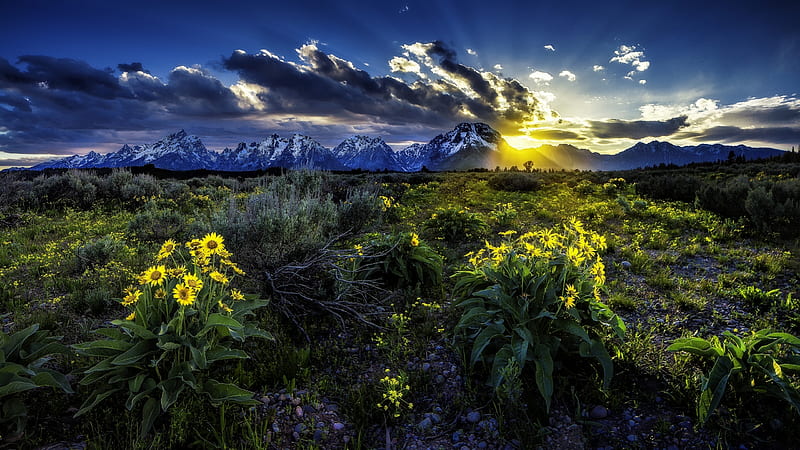 National Park, Grand Teton National Park, Dawn, Flower, Meadow, Rocky Mountains, Sunrise, Wyoming, HD wallpaper